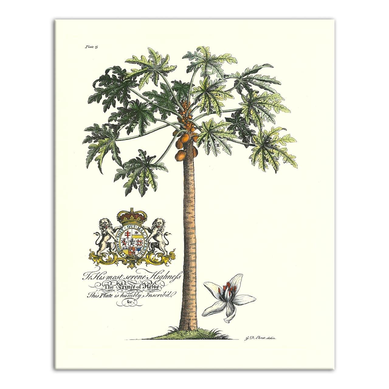 Vintage Botanical Print 16" x 20" Canvas Wall Art